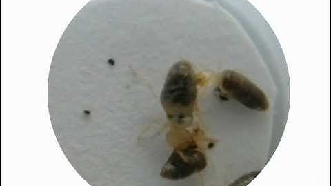 Exploding termites defend their colony