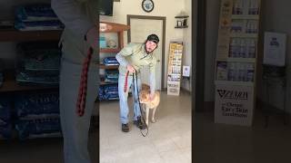 Pull No More Leash Instruction Video