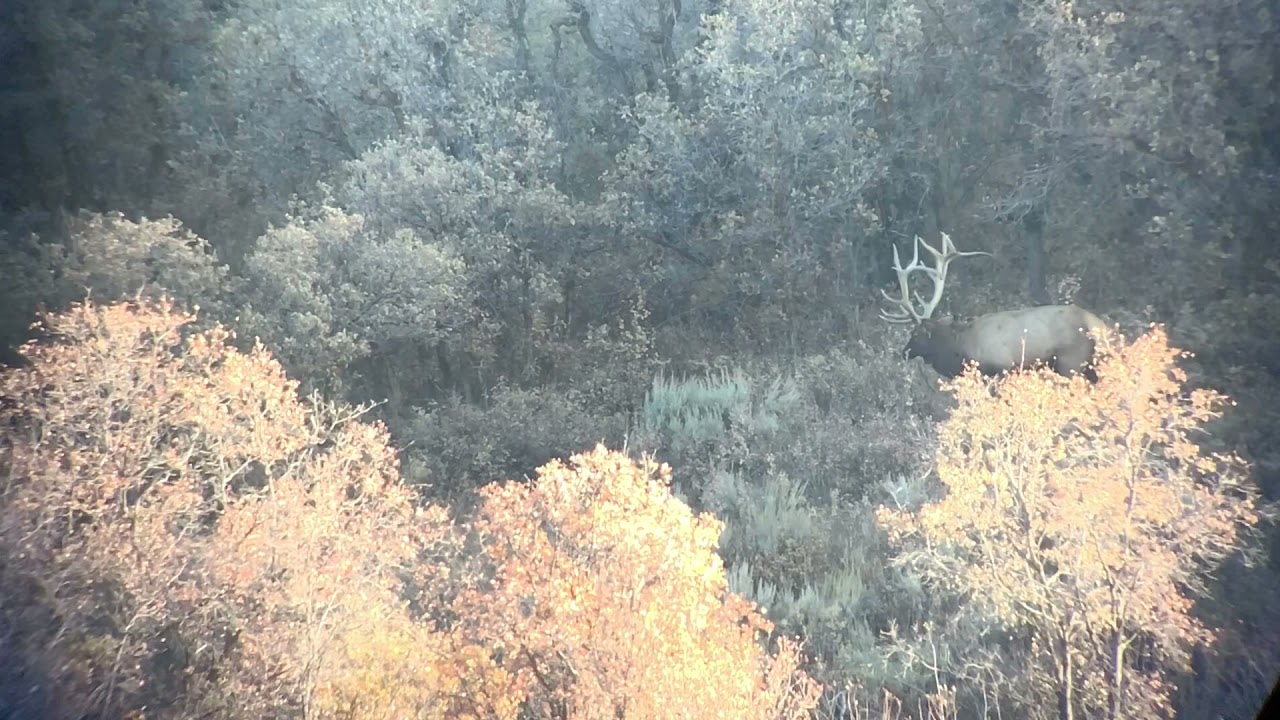 800 yard shot - trophy elk hunt with vapor trail