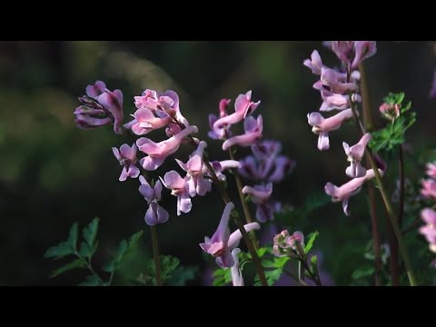 Various kinds of beautiful Flowers. Soothing nature. Swaying flowers. Bees, butterflies and bird.