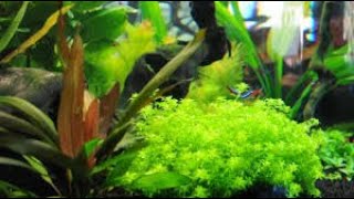 Aquarium Moss - Bunnycart Blog