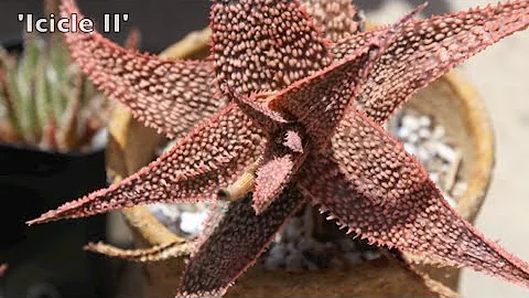 Aloes: Kelly Griffin's Succulent Garden Part Two #...