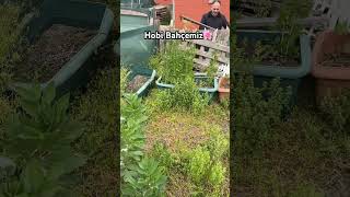 Hobi Bahçemizde Son Durum Otlar Boyumuz Kadar Olmuş Şfetbeniöneçıkar