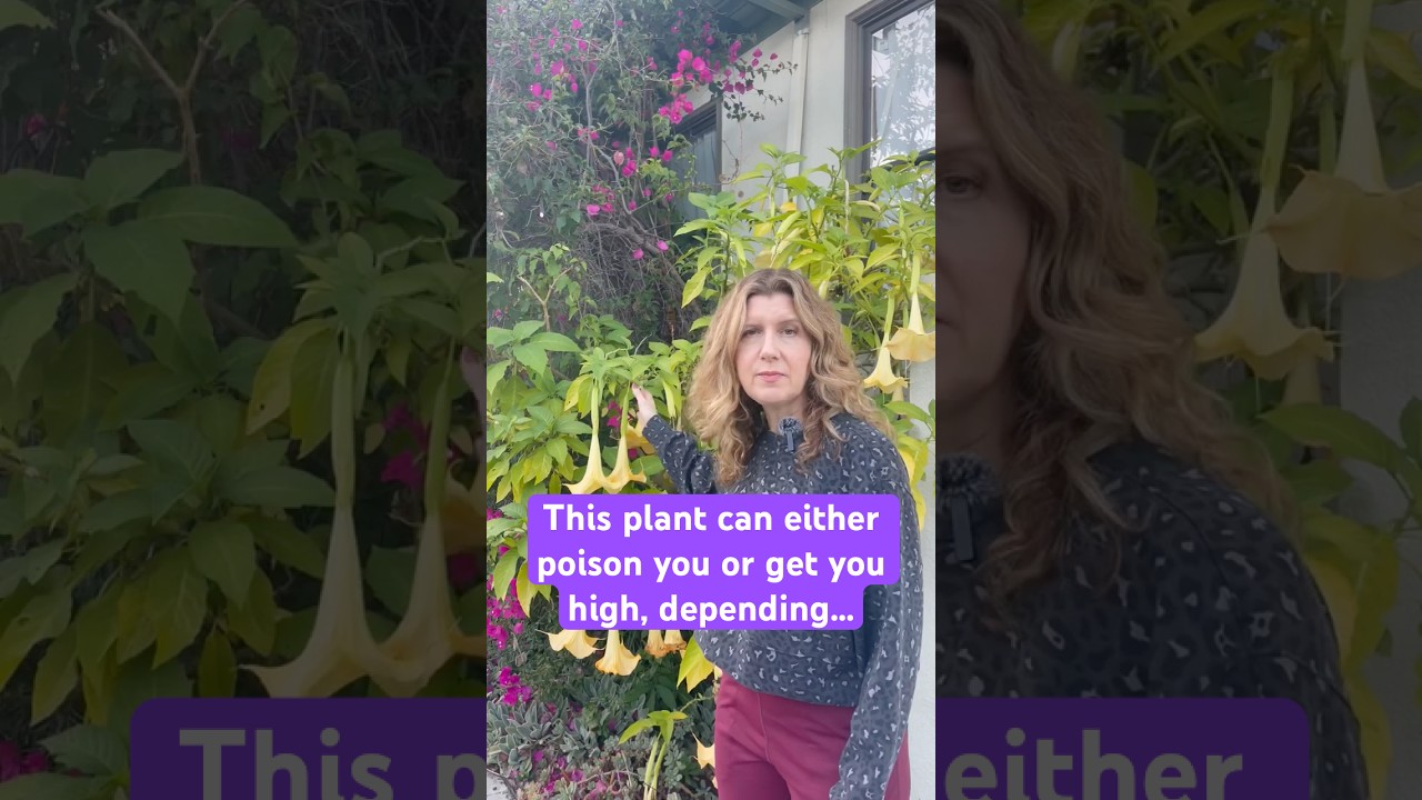 Brugmansia (aka Angel’s Trumpet) is part of the deadly nightshade family, Solanaceae☠️  