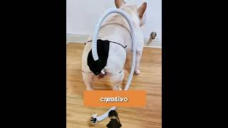 Ese bulldog no para de tirarse pedos.#shorts #spain #spanish