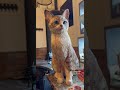 木彫り猫ちゃんの彩色