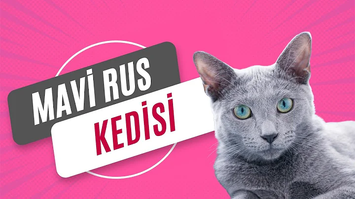 Watch the video about Russian Blue Cat Characteristics and Care