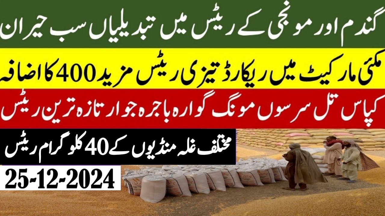 Today wheat price | punjab 2024/ گندم کا ریٹ| Makki munji ka rate today ...