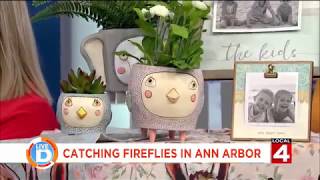 Catching Fireflies featured on Live in the D on 2.20.19
