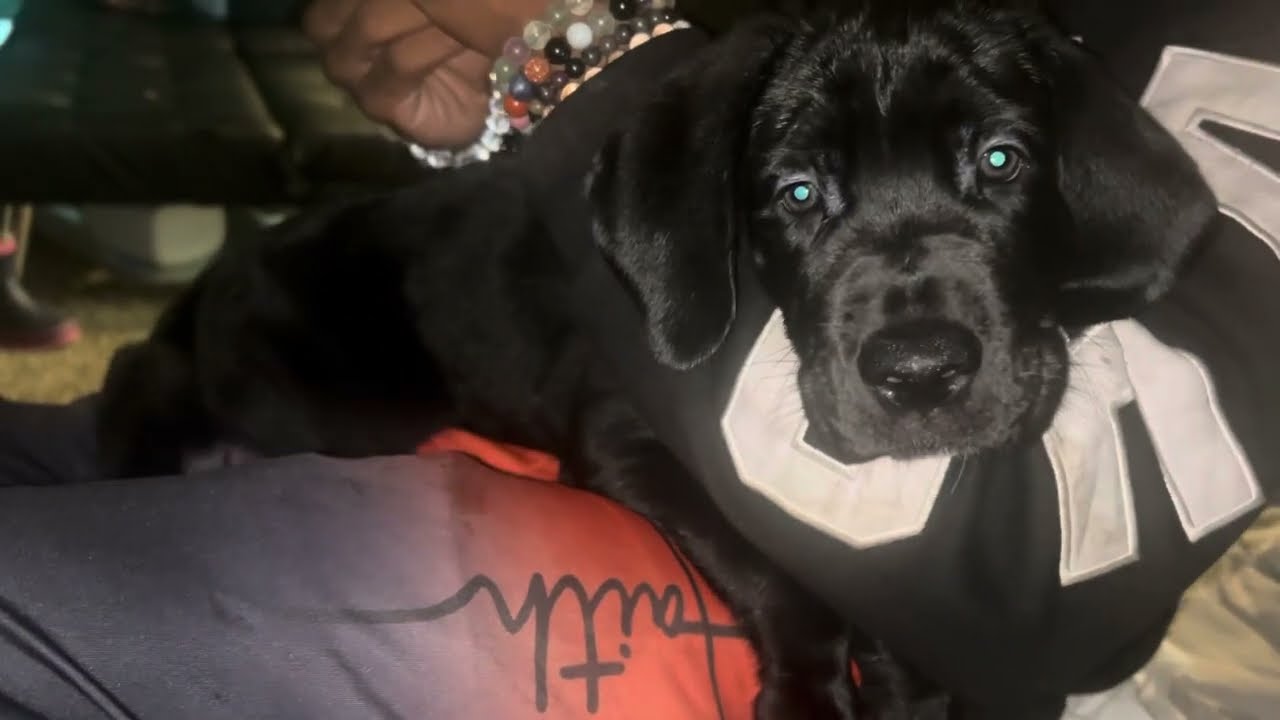 2 MONTH PUPPY CANE CORSO GETTING HIS FIRST SHOTS!  😱 