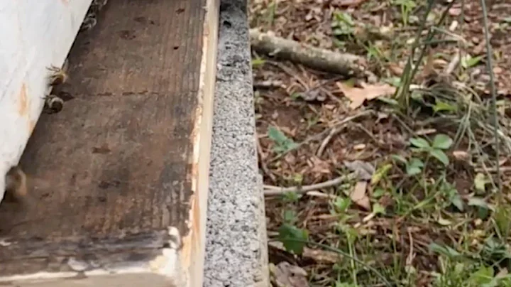 Bee Crash Lands Onto Hive
