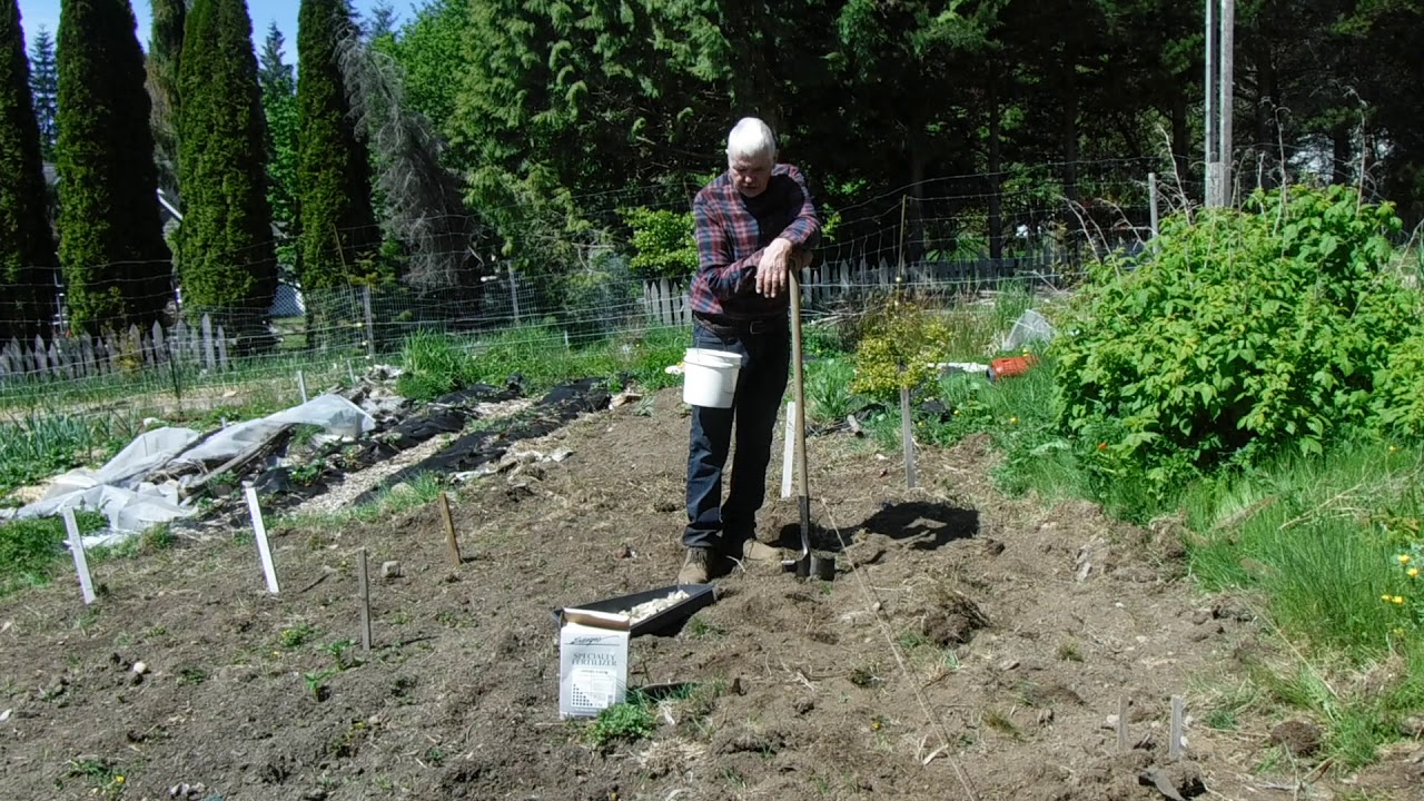 potato planting