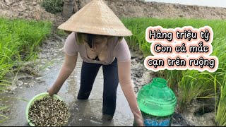 Hàng triệu tỷ con cá mắc cạn trên ruộng lúa xanh mướt súc đã tay luôn #thanhgiangvlog