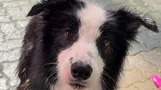 How to get what this Border Collie wants.
