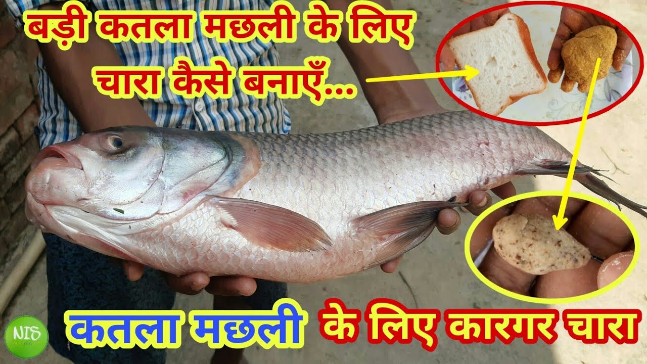 Katla Machhli ka chara ghar per kam kharch mein kaise bnaein | Thandi ke mausam me कतला मछली का चारा