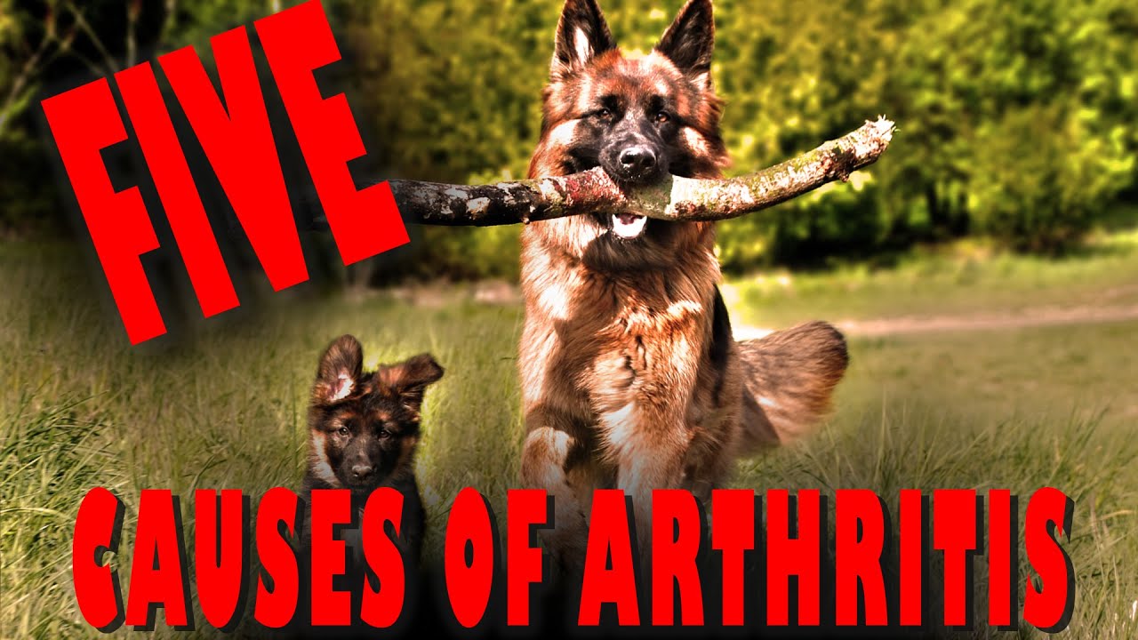 Vet Explains the Top 5 causes of Canine Arthritis YouTube