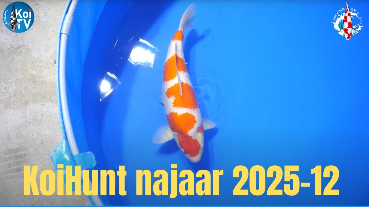 Охота на кои, осень 2025, часть 12