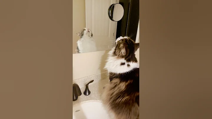 Video 9848751: mainecoon cat tabby, brown tabby cat, tabby cat white, cat talking, cat old