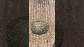 SAVED THE TURTLE / СПАСЛИ ЧЕРЕПАХУ #turtles #wildlife #animals #texaswildlife #texas