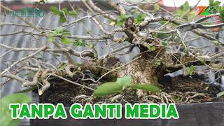 TANPA GANTI MEDIA, BONSAINYA MAKIN KEKAR