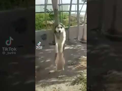 متريك لو طكلك بيضه مصطفى الكيمري