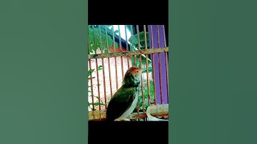 tembkan pedas prenjak lumut#prenjakmerah #prenjakgunung #prenjaklumutgacor #shorts