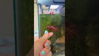 Show me your lil friends! 🫧 #fishtok #pettrend #newtrend #originalsong #bettafish