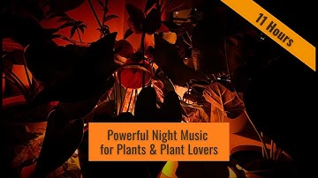 Very Powerful Music for Plants & Humans 🌱 Relaxing Plant Growth Music During the Night