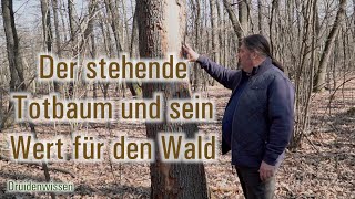 Der stehende Totbaum und sein Wert für den Wald