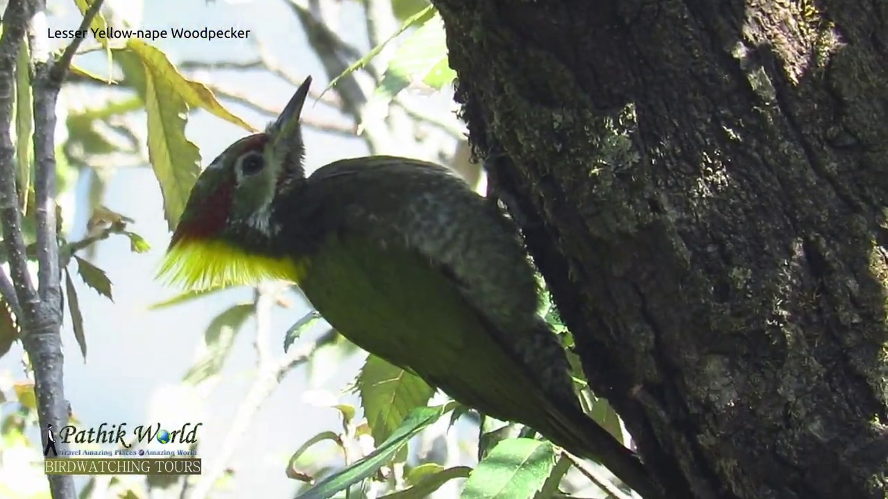 Lesser Yellownape Woodpecker | Rishikesh Birds 