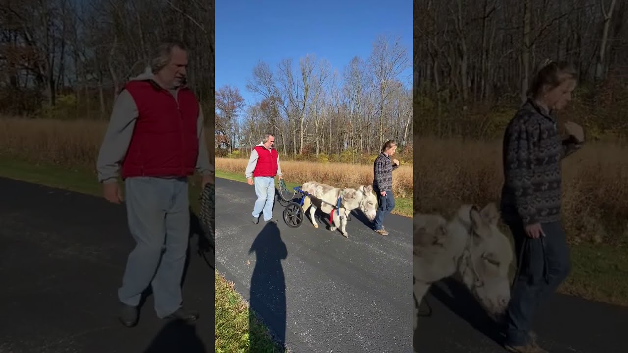 Norman the Donkey with IVDD Gets Walkin' Wheels Wheelchair!