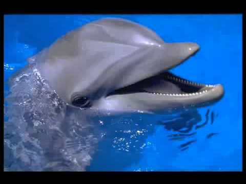 在 YouTube 上观看 Gheorghe Zamfir   Chariots of Fire flv