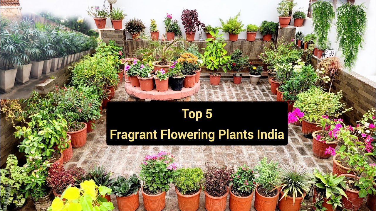 India S Top 5 Fragrant Flower Plants