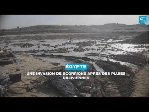 Égypte : une invasion de scorpions après des pluies diluviennes • FRANCE 24