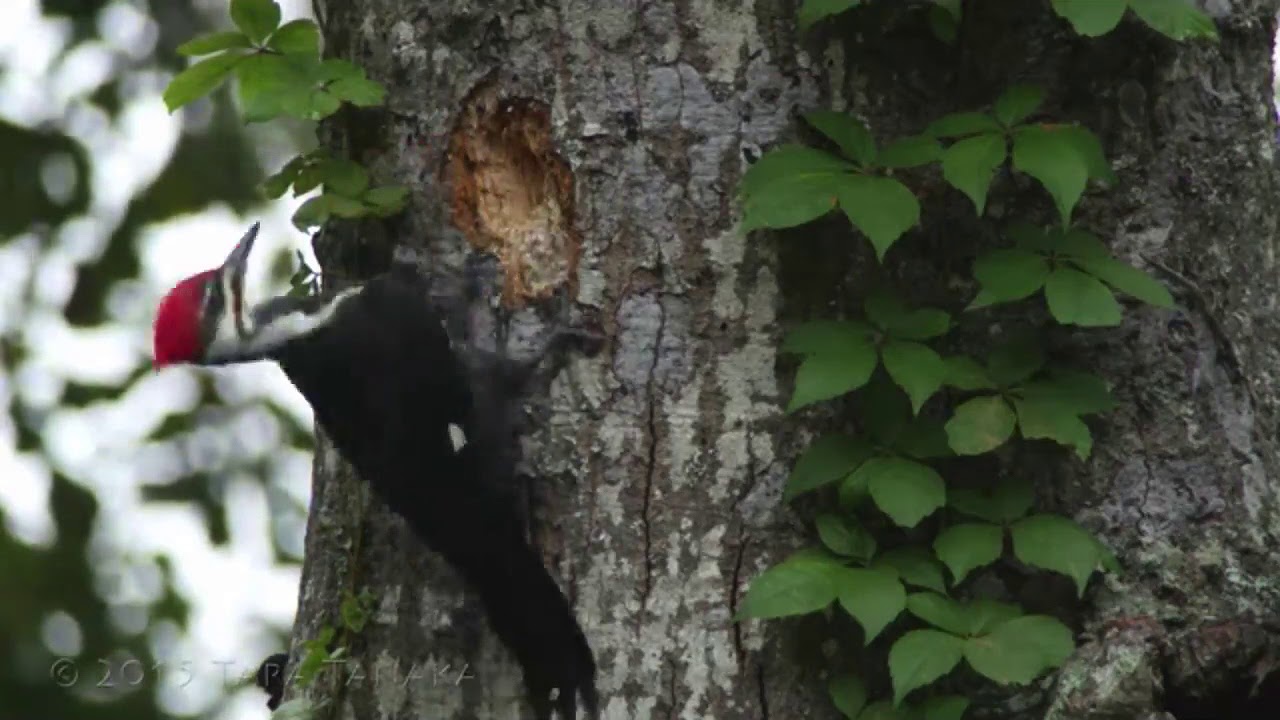 Woodpecker Digging Hole In Tree YouTube woodpecker-digging-hole-in-tree-youtube