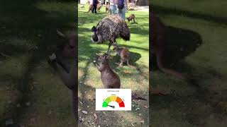These kangaroos are so funny! #funny #kangaroo #cortisol #cute #ranking #shorts