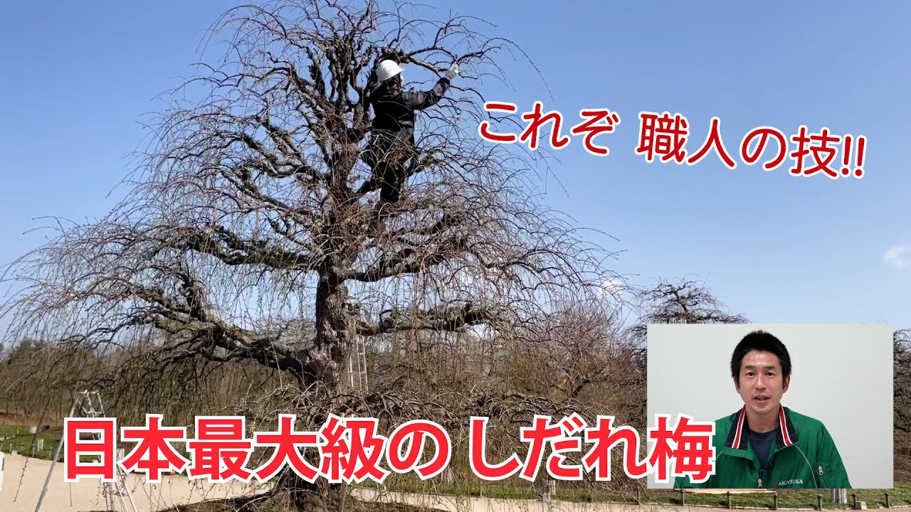 Vol 70 鈴鹿の森庭園のご案内14 しだれ梅の剪定 Youtube