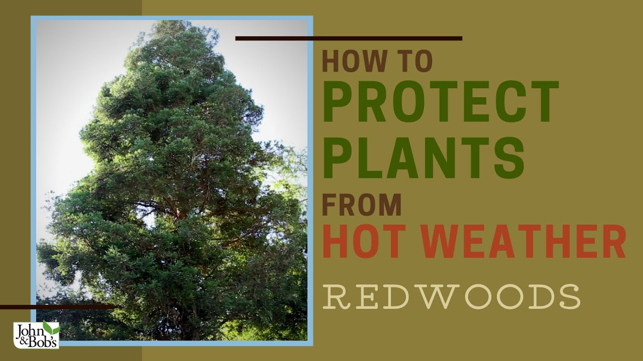 How To Protect Plants From Hot Weather (Redwoods) - YouTube
