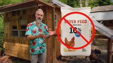 WHY Layer Feed Isn’t Made for Backyard Chickens!