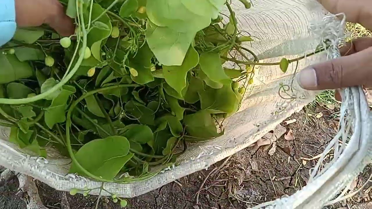 หลังฝนตกผักป่าเริ่มออกดอกออกผล #ผักป่า #ผักอีนูน #ผักสาบ #หากินตามธรรมชาติ