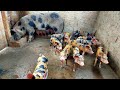 Criação de Porcos do Maurício 🐷🐖