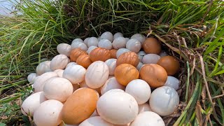 Amazing! a female farmer Harvest duck eggs a lot under grass at field near the village