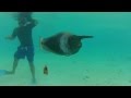 Cool: snorkel in the rain in Bora Bora GOPR0074