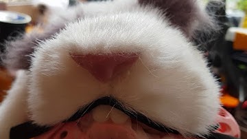 Rabbit puppet nose test