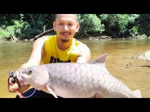 IKAN KELAH MERAH 5 3KG TAMAN NEGARA KUALA KOH KELANTAN MALAYSIA
