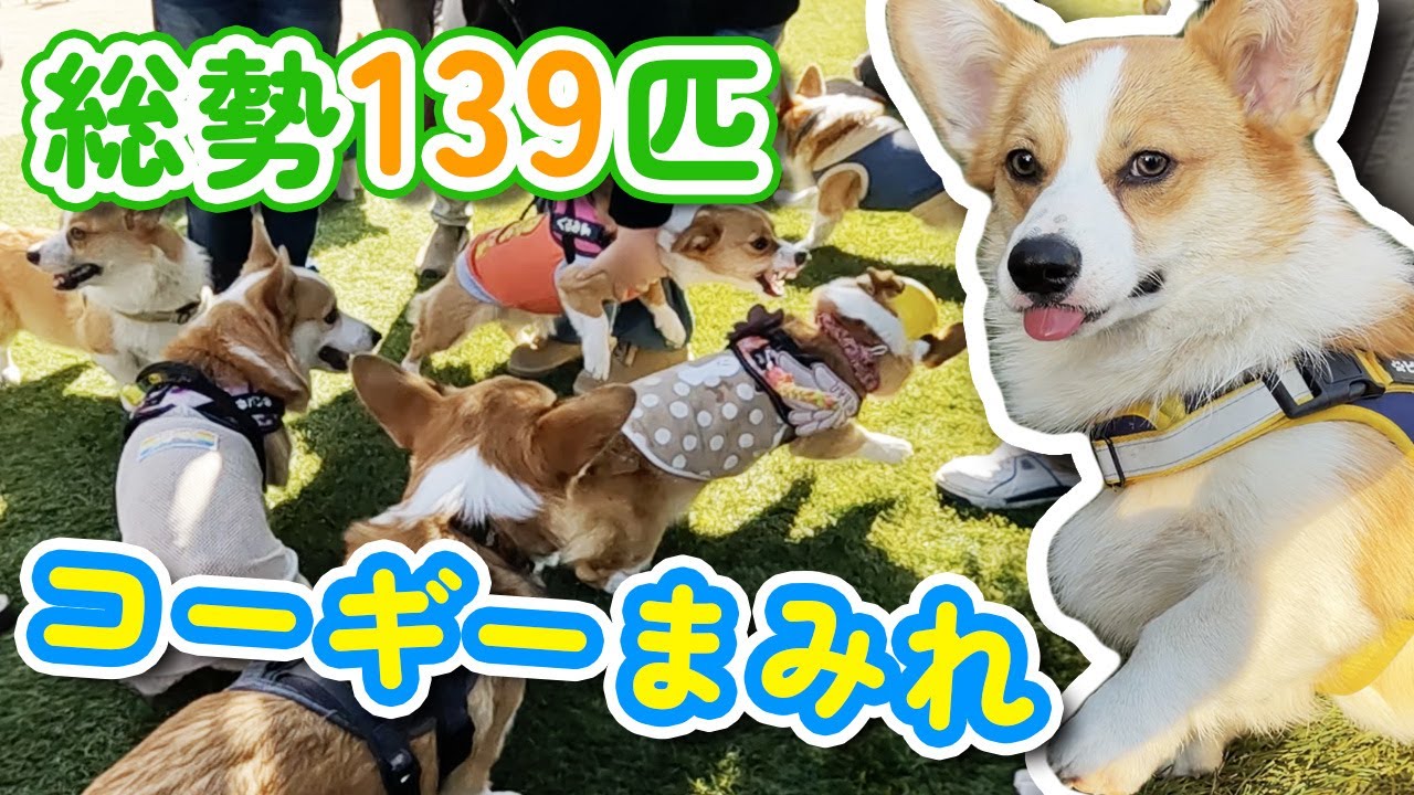 В общей сложности 139 корги собрались вместе и весело провели время на мероприятии для собак в Тибе.