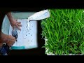 Recycling to grow water spinach semi-hydroponic