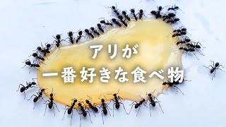 【検証】アリに人気の食べ物選手権【比較】