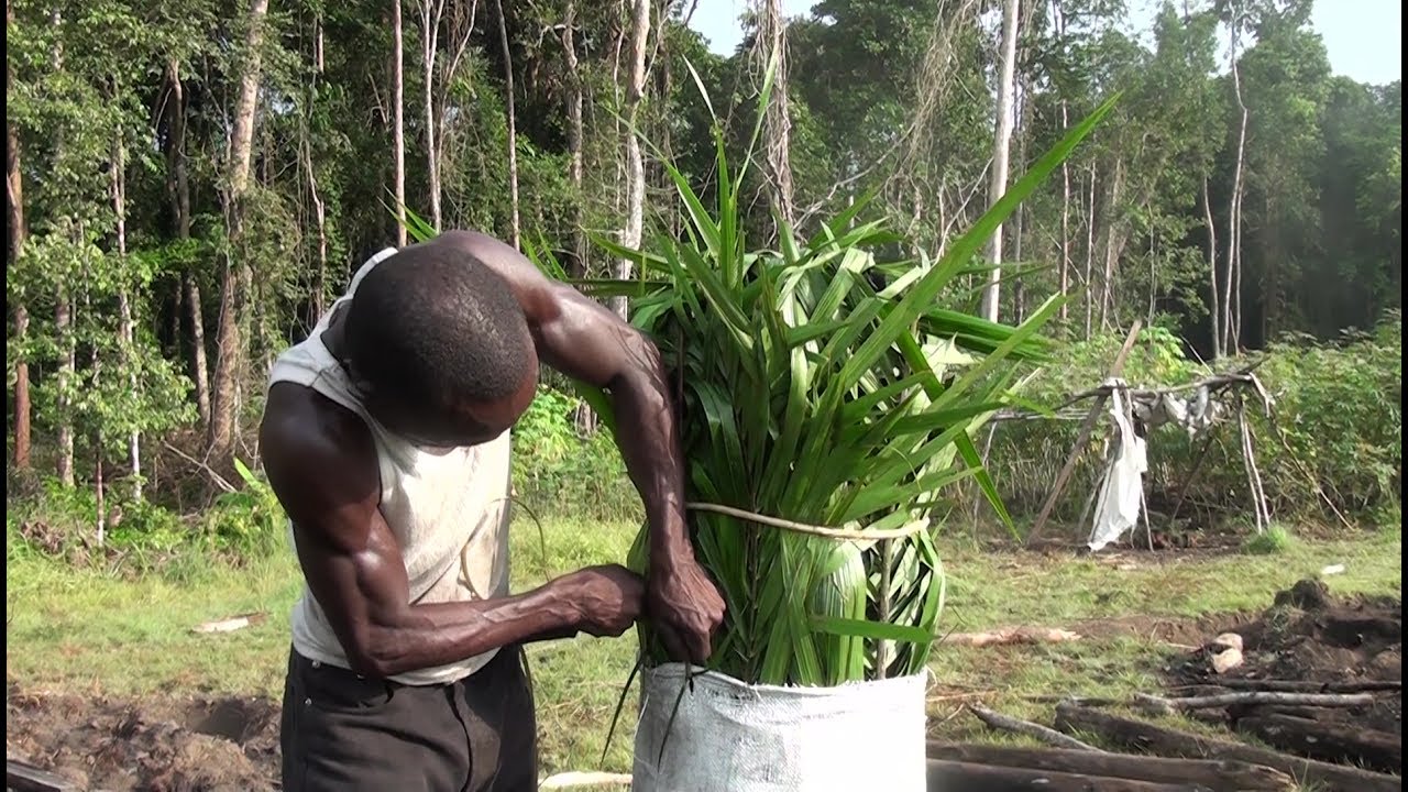 DOCUMENTAIRE - LA PRODUCTION DU CHARBON DE BOIS AU CONGO