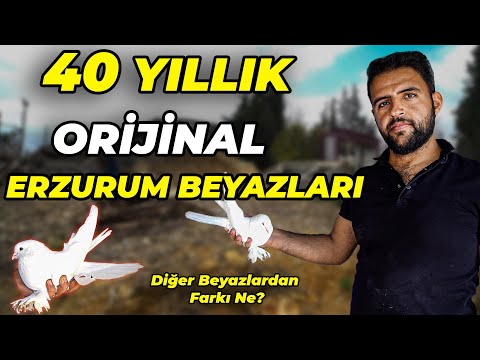 İNERKEN 42 TAKLA VURAN GÜVERCİN! - Kahraman Aktaş Kümes Ziyareti (Erzurum Beyazları ve Şekerileri)